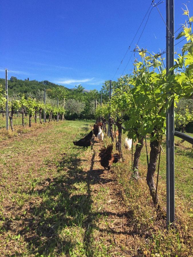 Agriturismo Ca' Cristane Rivoli Veronese Eksteriør billede